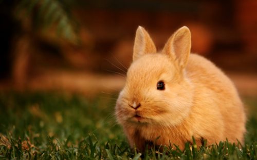 Hình ảnh con thỏ xinh xắn dễ thương-48