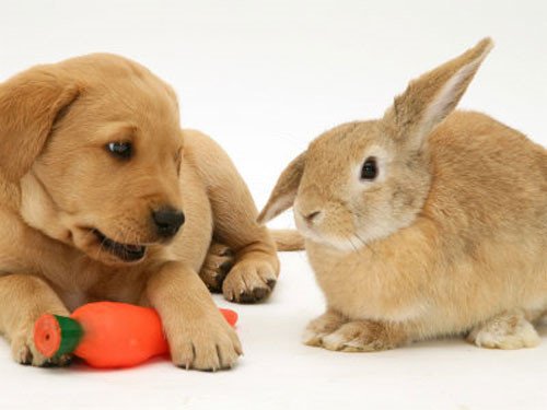 Hình ảnh con thỏ xinh xắn dễ thương-49