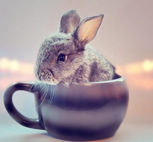 Hình ảnh con thỏ xinh xắn dễ thương-6