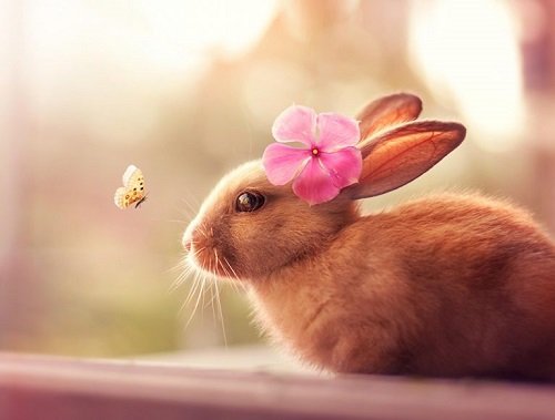 Hình ảnh con thỏ xinh xắn dễ thương-27