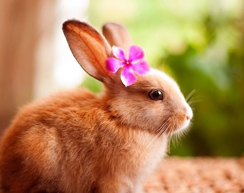 Hình ảnh con thỏ xinh xắn dễ thương-28
