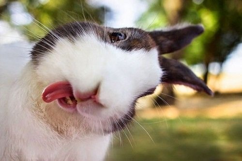 Hình ảnh con thỏ xinh xắn dễ thương-30