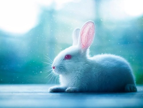 Hình ảnh con thỏ xinh xắn dễ thương-32