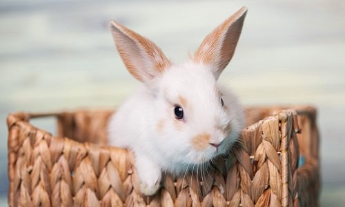 Hình ảnh con thỏ xinh xắn dễ thương-33