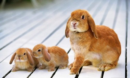 Hình ảnh con thỏ xinh xắn dễ thương-34