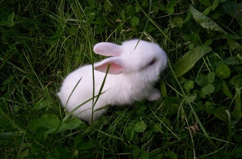 Hình ảnh con thỏ xinh xắn dễ thương-35