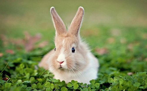 Hình ảnh con thỏ xinh xắn dễ thương-36