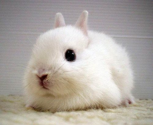 Hình ảnh con thỏ xinh xắn dễ thương-7