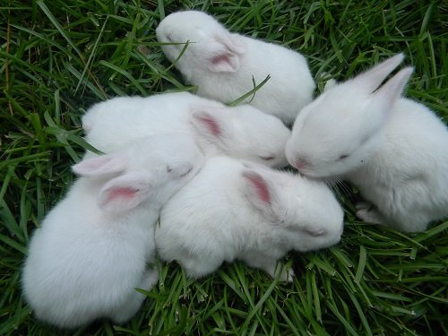 Hình ảnh con thỏ xinh xắn dễ thương-37