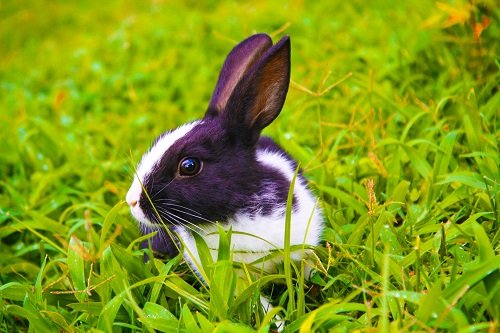 Hình ảnh con thỏ xinh xắn dễ thương-39