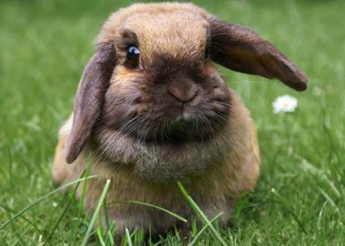 Hình ảnh con thỏ xinh xắn dễ thương-8