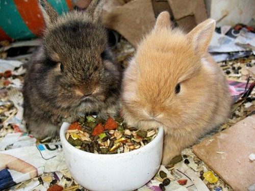 Hình ảnh con thỏ xinh xắn dễ thương-10