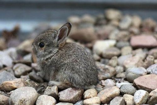 Hình ảnh con thỏ xinh xắn dễ thương-11