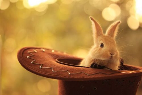 Hình ảnh con thỏ xinh xắn dễ thương-2