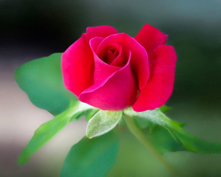 Những hình ảnh hoa hồng đẹp ngọt ngào, lãng mạn-9