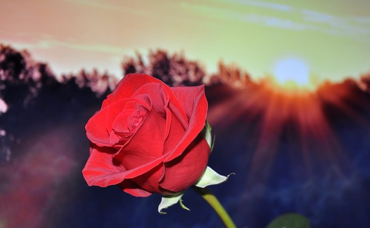 Những hình ảnh hoa hồng đẹp ngọt ngào, lãng mạn-11
