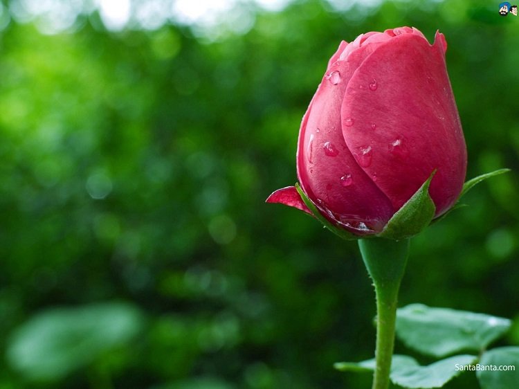 Những hình ảnh hoa hồng đẹp ngọt ngào, lãng mạn-14