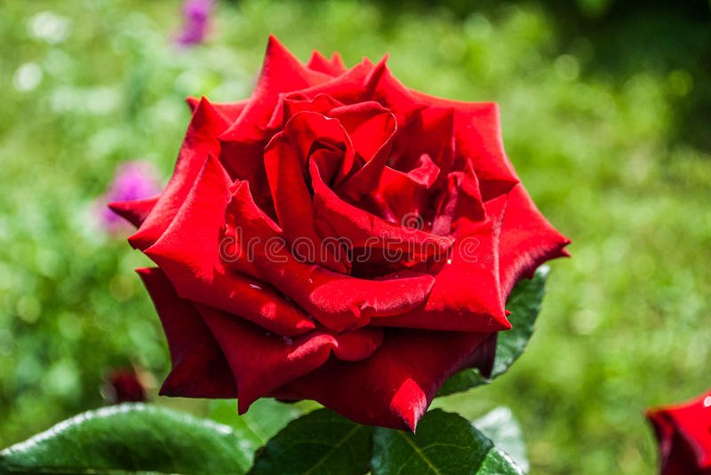 Những hình ảnh hoa hồng đẹp ngọt ngào, lãng mạn-15