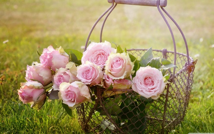Những hình ảnh hoa hồng đẹp ngọt ngào, lãng mạn-25