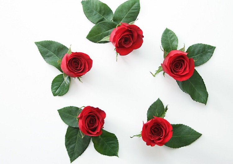 Những hình ảnh hoa hồng đẹp ngọt ngào, lãng mạn-6