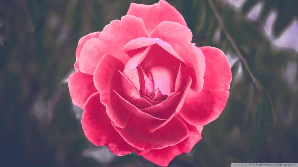Những hình ảnh hoa hồng đẹp ngọt ngào, lãng mạn-8