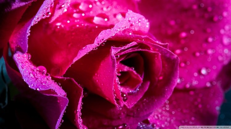 Những hình ảnh hoa hồng đẹp ngọt ngào, lãng mạn-10