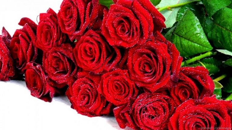 Những hình ảnh hoa hồng đẹp ngọt ngào, lãng mạn-1
