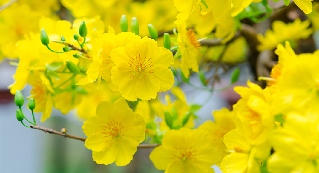 Hình ảnh hoa mai vàng đẹp, ấn tượng nhất ngày Tết-12