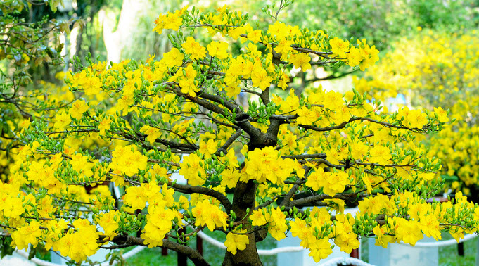 Hình ảnh hoa mai vàng đẹp, ấn tượng nhất ngày Tết-14