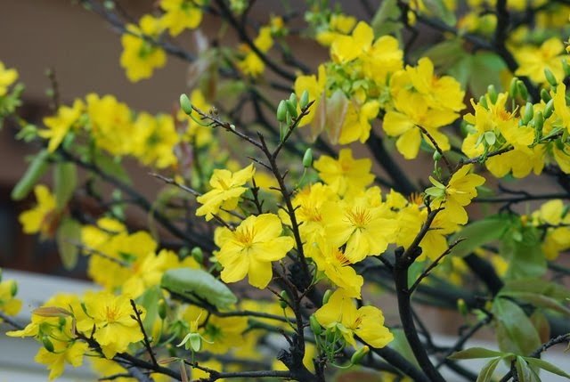 Hình ảnh hoa mai vàng đẹp, ấn tượng nhất ngày Tết-16