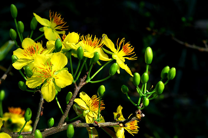 Hình ảnh hoa mai vàng đẹp, ấn tượng nhất ngày Tết-17