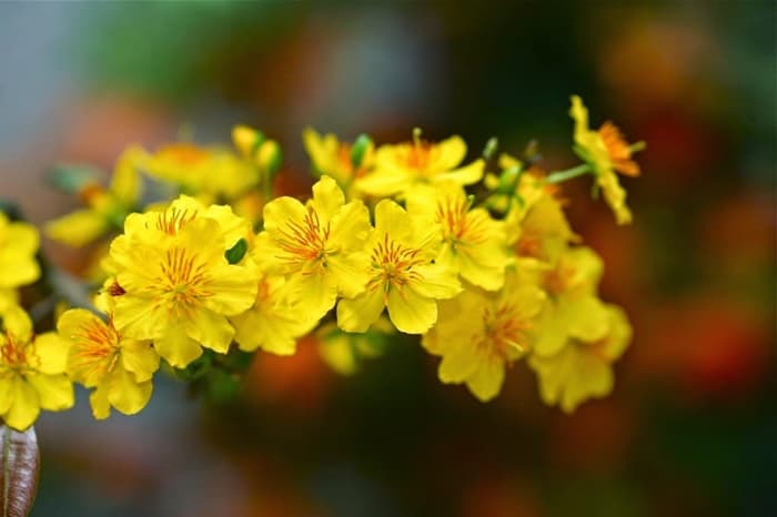 Hình ảnh hoa mai vàng đẹp, ấn tượng nhất ngày Tết-23