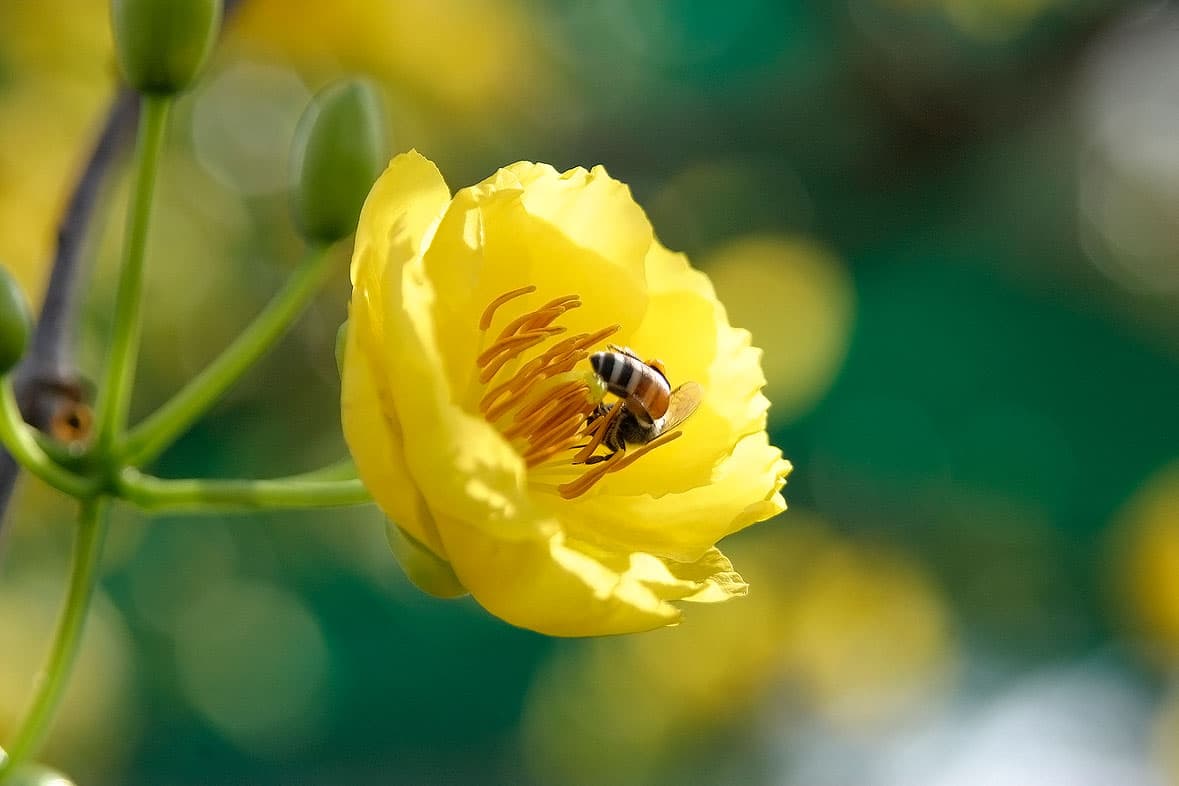 Hình ảnh hoa mai vàng đẹp, ấn tượng nhất ngày Tết-24