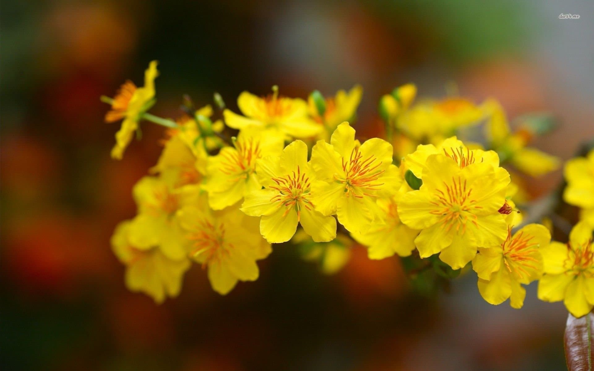 Hình ảnh hoa mai vàng đẹp, ấn tượng nhất ngày Tết-25