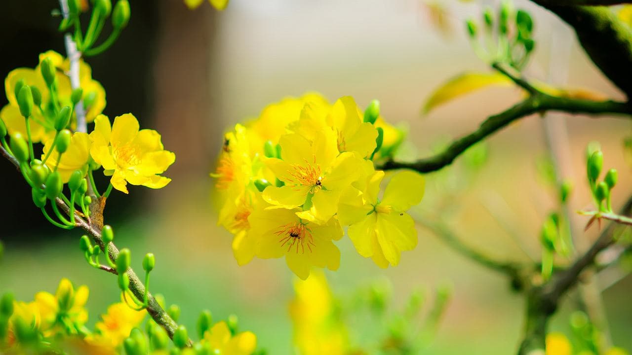 Hình ảnh hoa mai vàng đẹp, ấn tượng nhất ngày Tết-27