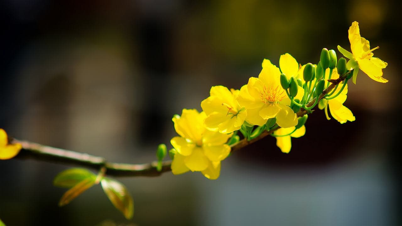 Hình ảnh hoa mai vàng đẹp, ấn tượng nhất ngày Tết-29