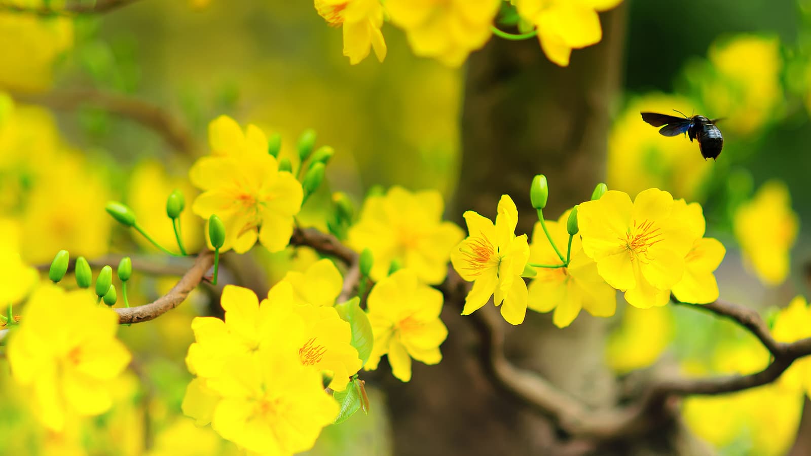 Hình ảnh hoa mai vàng đẹp, ấn tượng nhất ngày Tết-30
