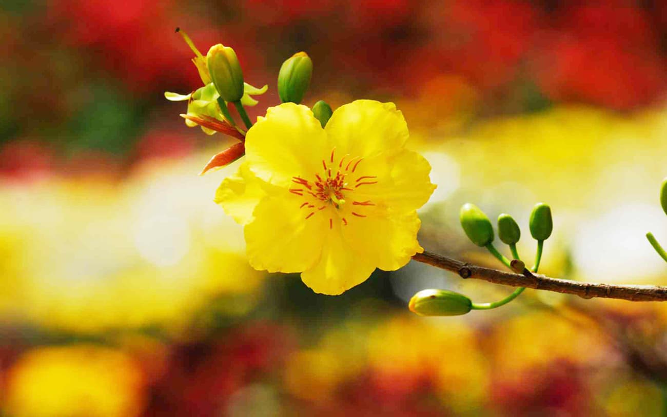 Hình ảnh hoa mai vàng đẹp, ấn tượng nhất ngày Tết-32