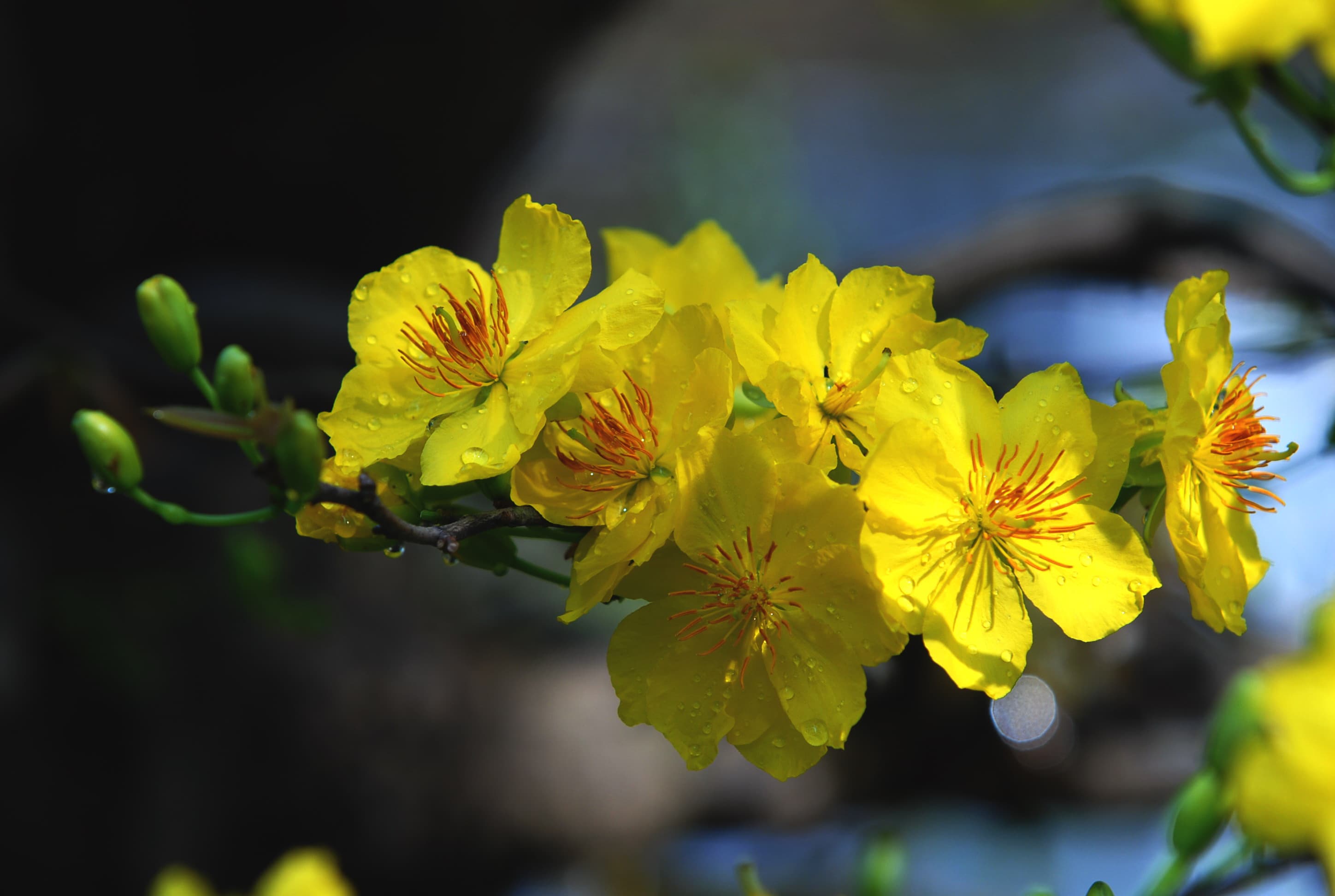 Hình ảnh hoa mai vàng đẹp, ấn tượng nhất ngày Tết-34