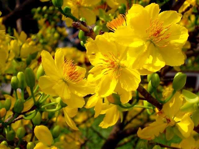 Hình ảnh hoa mai vàng đẹp, ấn tượng nhất ngày Tết-8