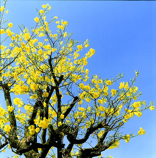 Hình ảnh hoa mai vàng đẹp, ấn tượng nhất ngày Tết-9