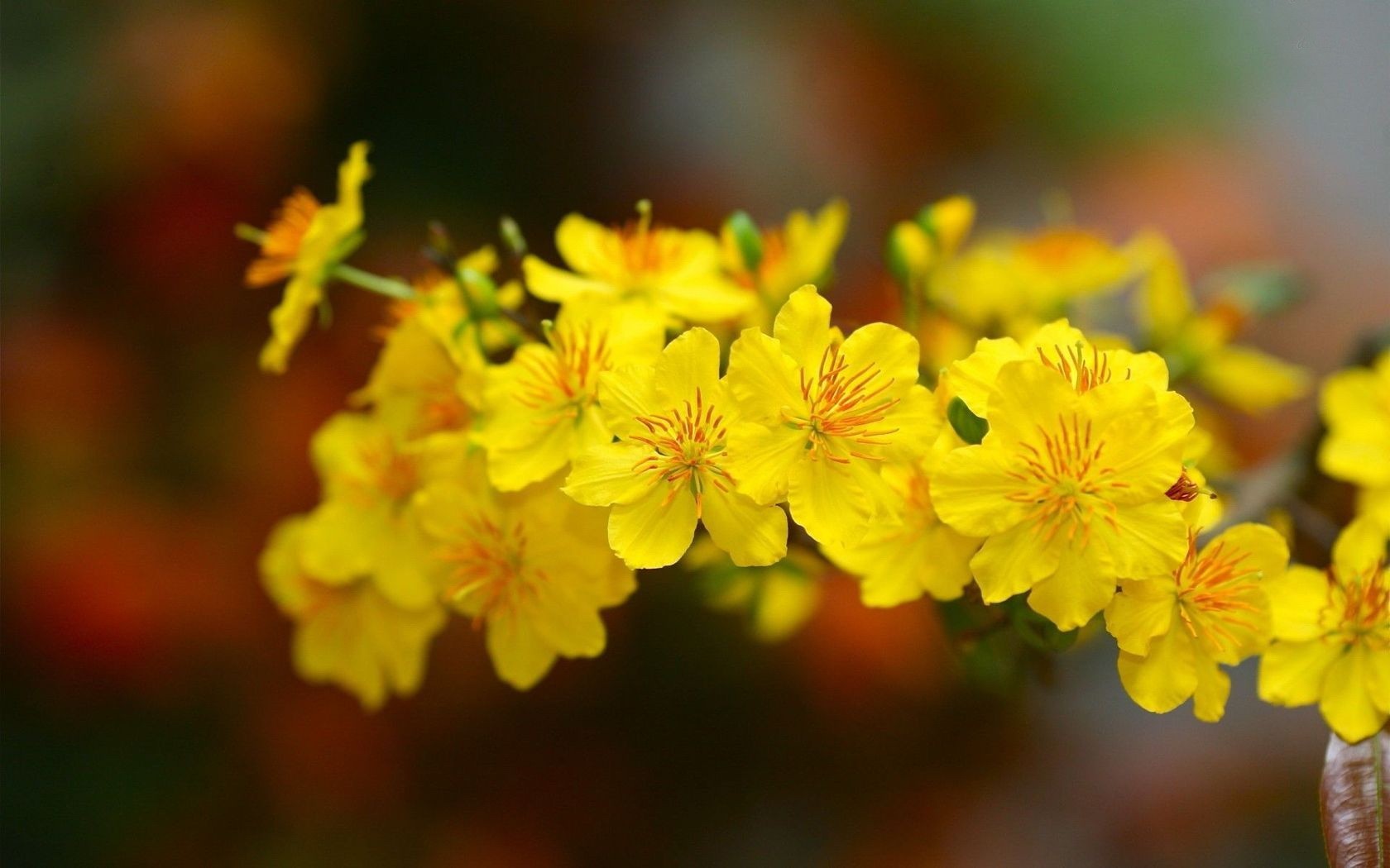 Hình ảnh hoa mai vàng đẹp, ấn tượng nhất ngày Tết-10