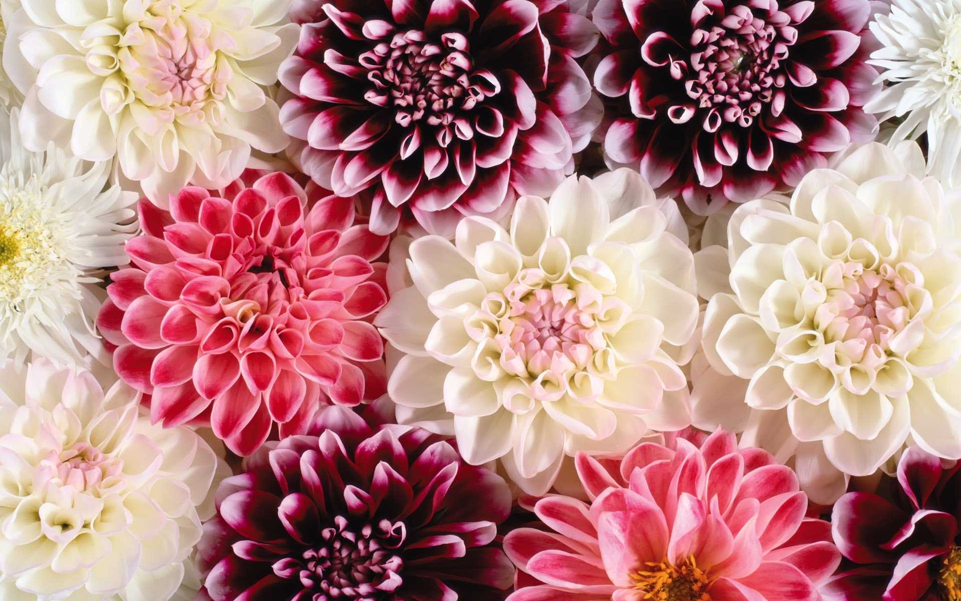 Hình nền hoa lan đẹp cực chất cho máy tính, điện thoại-39