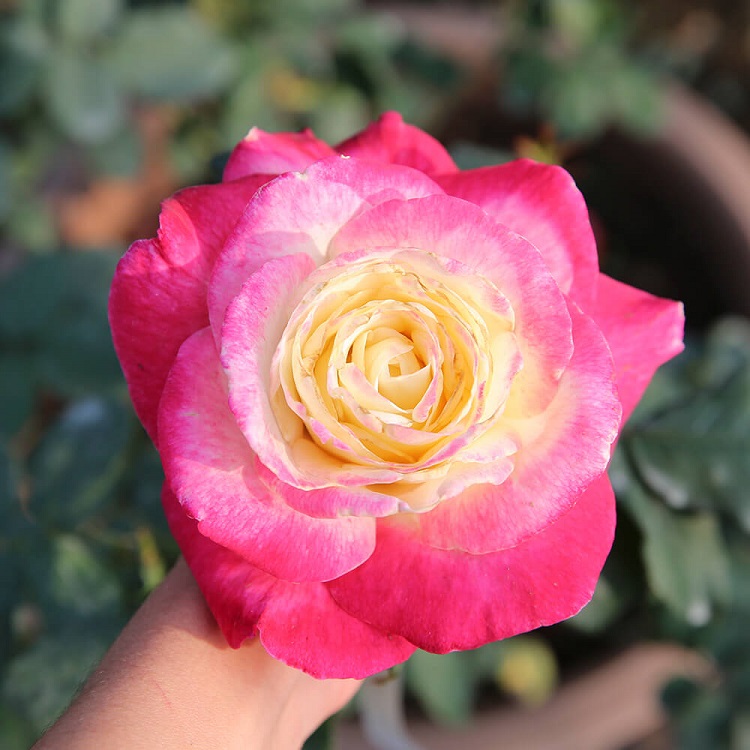 Những hình ảnh hoa hồng đẹp ngọt ngào, lãng mạn-28