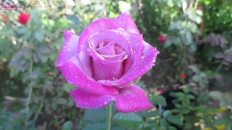 Những hình ảnh hoa hồng đẹp ngọt ngào, lãng mạn-37