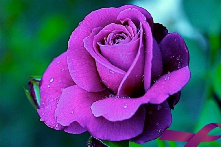 Những hình ảnh hoa hồng đẹp ngọt ngào, lãng mạn-39