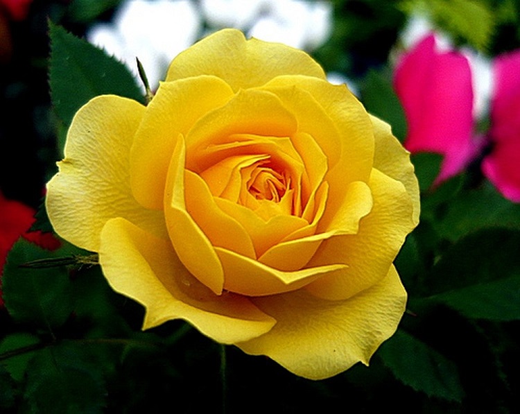 Những hình ảnh hoa hồng đẹp ngọt ngào, lãng mạn-33