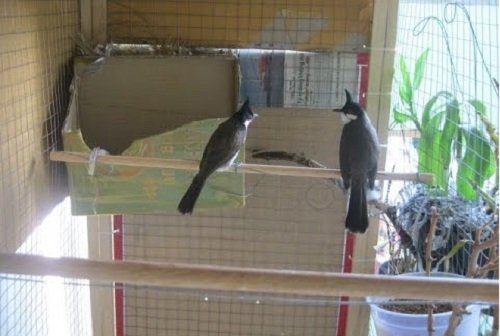 Hướng Dẫn Làm Aviary Nuôi Các Loại Chim Cảnh Sinh Sản /Làm Aviary Đẹp Mắt  || Trại chim cảnh BG - YouTube