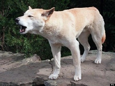 Thông tin về loài chó Dingo Đông Dương-2