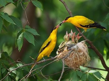 Hình nền Nền Hai Con Chim Vàng đậu Trên Lan Can Nền, Hình ảnh Hài Hước Về Các  Loài Chim Background Vector để tải xuống miễn phí - Pngtree